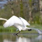Cygne tuberculÃ© sur l'eau