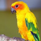 Aratinga Solaris