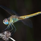 Libelula amarilla