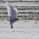 Late spring Snowy Owl.