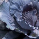 cabbage blue
