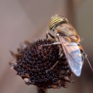 Cernidora de ojos de tigre
