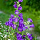 Purple bell's