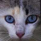 Gatito