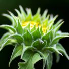 sunflower worship