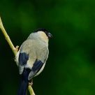 Pyrrhula murina