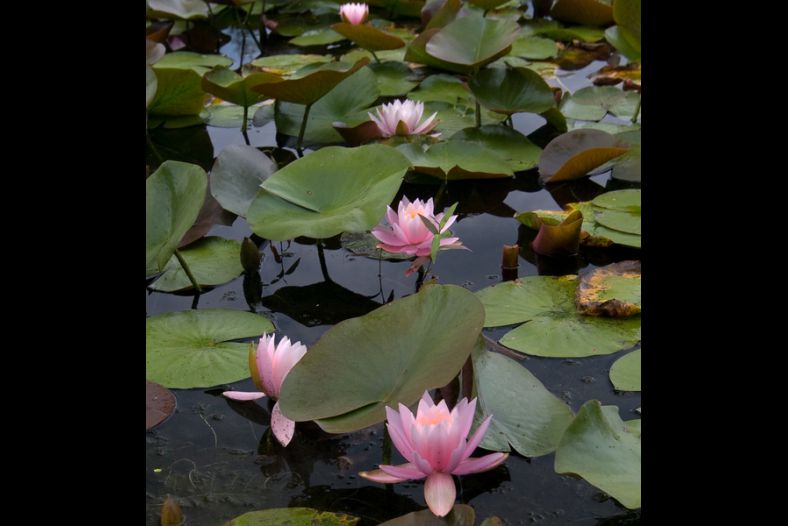 Lilly Pads