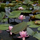 Lilly Pads