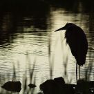 GBH Silhouette