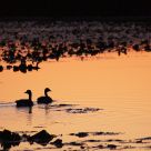 Daybreak patrol