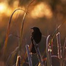 Blackbird