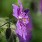 Purple Delight