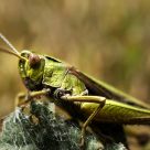 Grasshopper!