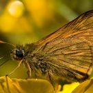 Golden nectar