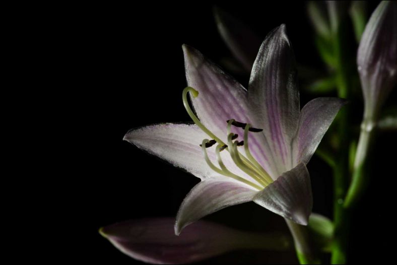 hosta flower