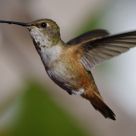 A Hummingbird