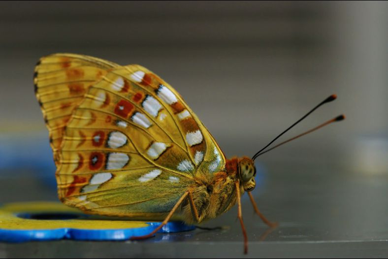 Butterfly