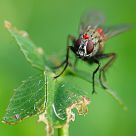 Fireman Fly