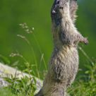 Alpine marmot