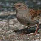 Dunnock