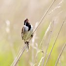 Reed Bunting