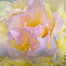 Peony Detail