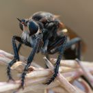 Fly assasin