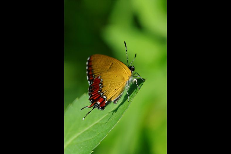 butterfly