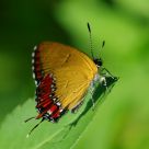 butterfly