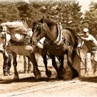 Horse Pull