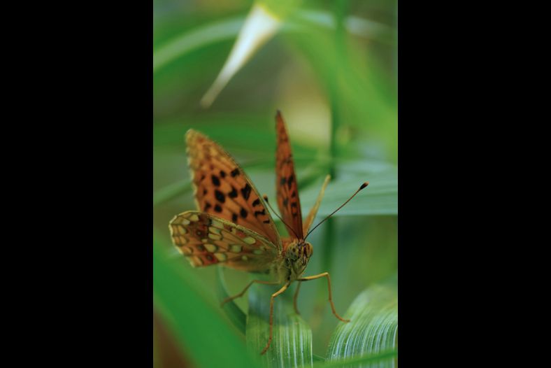 Papillon