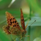 Papillon