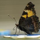 Papillon