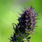Wild Flower
