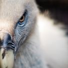 Vulture