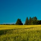 Canola field