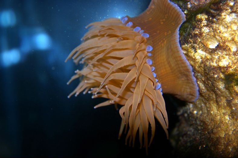Sea anemone