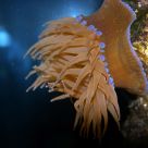 Sea anemone