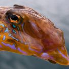 Dragonet