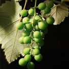 The Grapes