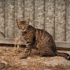 Cat Textures