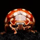 Lady Bug