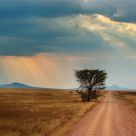 Not alone at Serengeti