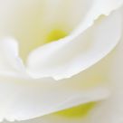 Petals