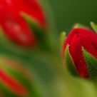 Flower bud