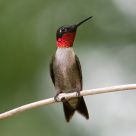 Iridescent Red