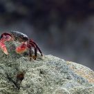 Rock Crab Territory