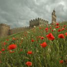 Wind and poppies