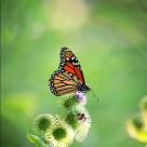 Monarch