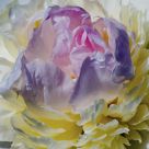 Peony Color